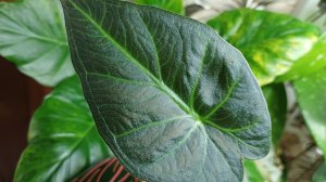 Комнатные растения 🌺🌿🌺🌿🌺 Клубеньки алоказий спустя месяц🌰🌰🌰