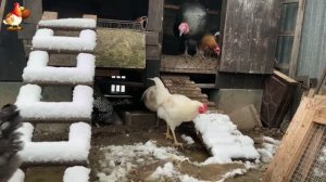 Куры зимой очень счастливы 🤗😂😜   (1)