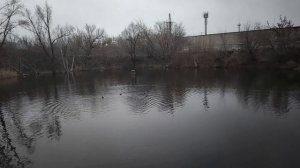 Начало зимы (а где снег?)