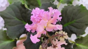 Фиалка РМ-Оранжевое Лето