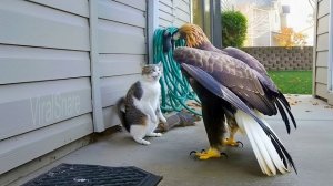 Смешные моменты с животными.  Кошки, собаки и многое другое!