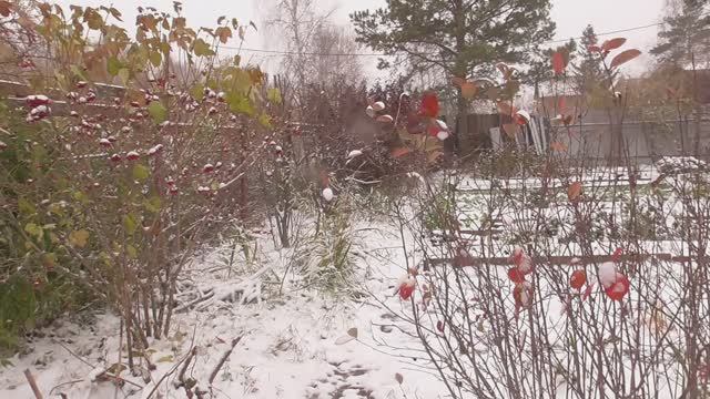 Дача. Октябрь 2024 г.