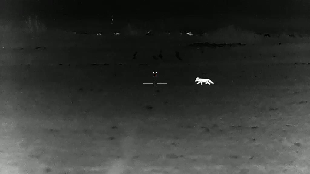 Первая охота с Sytong MM06-50LRF