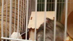 если хотите видео где я снимаю заминка вес день пишите Я хочу день с хамиком или падписывайтесь