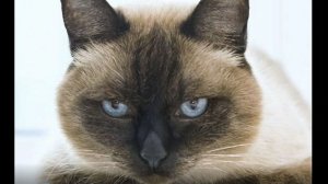 Не обижайте котов! Пожалеете!