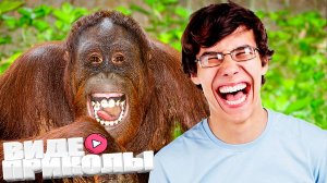 ВИДЕОПРИКОЛЫ \ КРУТЫЕ ПРИКОЛЫ 2025 \ НОВЫЕ ПРИКОЛЫ \ СМЕШНЫЕ ПРИКОЛЫ 2025 ЮМОР