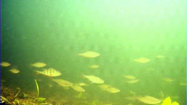 Восточный мост. Тушино. 01.12.2025 смотреть онлайн