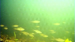 Восточный мост. Тушино. 01.12.2025