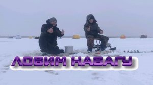 Рыбалка на навагу в Луде