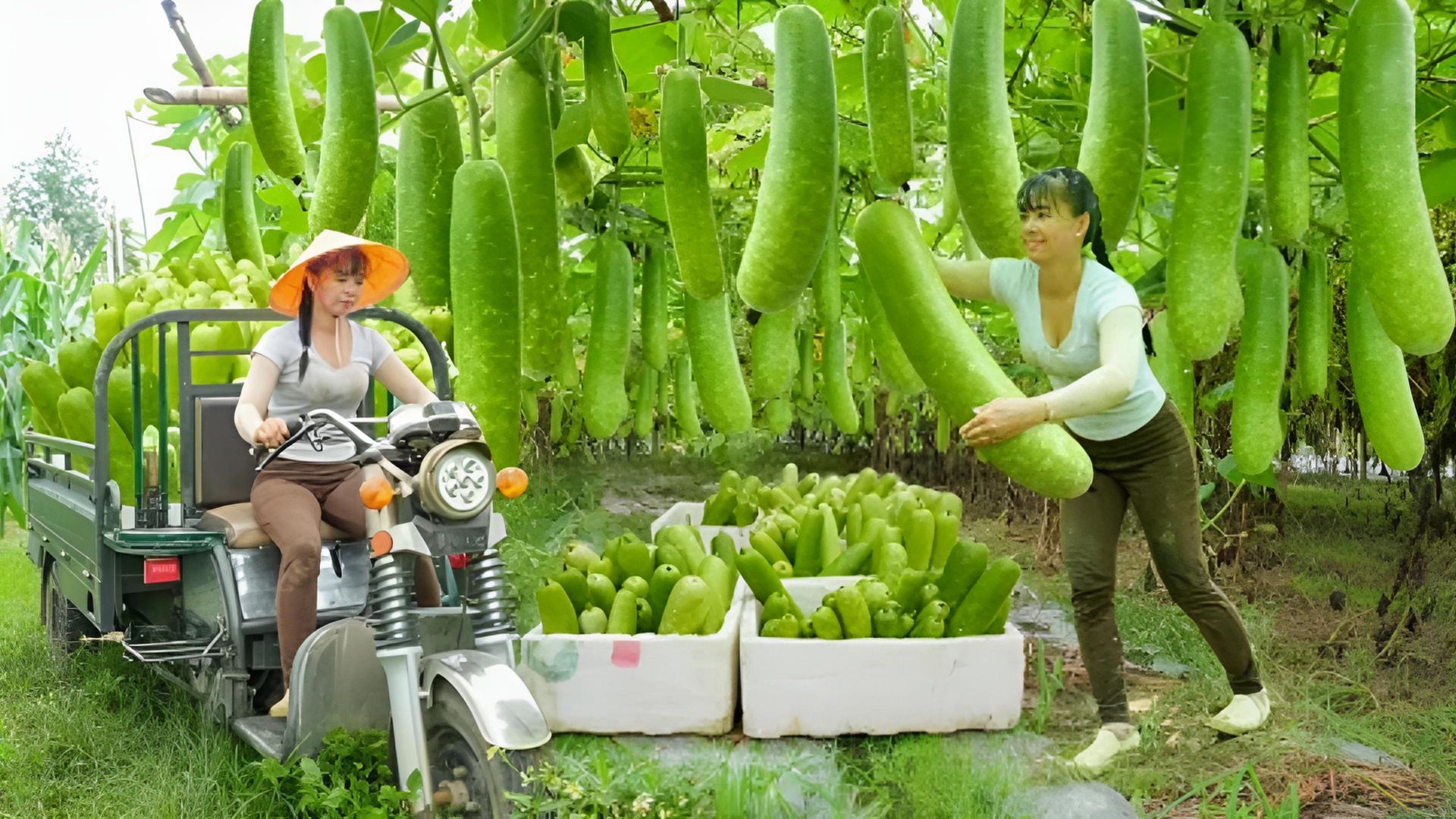 Собираю тыкву и использую трехколесный грузовик для доставки их на продажу. Жизнь во Вьетнаме