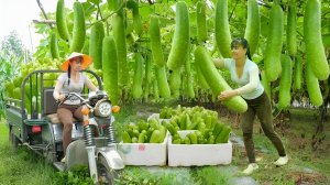 Собираю тыкву и использую трехколесный грузовик для доставки их на продажу. Жизнь во Вьетнаме