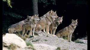 Звук воя стаи волков. Вой волка, вой на луну. Звук волка