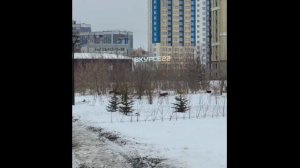 Собаки на Шумакова в Барнауле