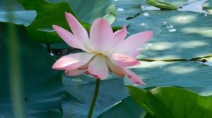 ВИДЕО ПВН  АВ   (532)