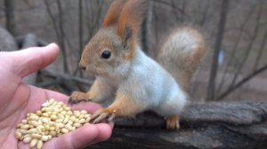 Толстая и Белка с хвостиком. Зарисовка
