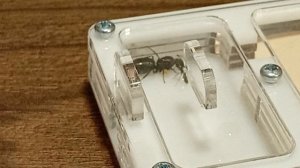 Муравьи Жнецы, Camponotus Japonicus, Camponotus pseudoirritans