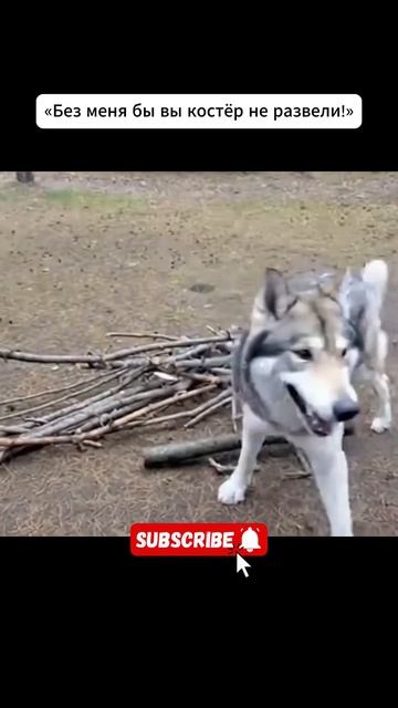 Бригадир по палкам отдых палатки собака прикол