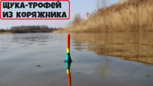 ⚡️Крупная щука в конце ноября - на живца. Рыбалка на поплавок накануне зимы - 2025 !!!