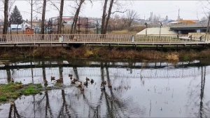 утки остались зимовать?