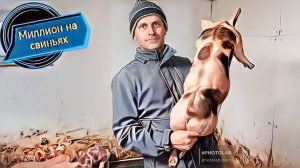 Привесы поросят бьют рекорды!