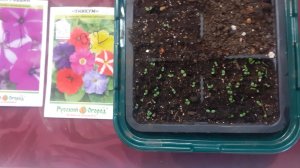 01.12.2025 Заглубляем взошедшие петунии.