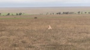 Норман. 01.12.25