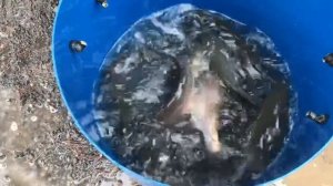 привоз на водоём новой партии форели