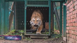 В Московском зоопарке поселились две амурские тигрицы из Хабаровского края