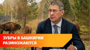 В Башкирии родился очередной зубренок из Беларуси. Теперь их 23