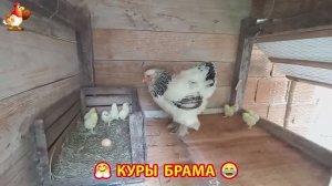 Куры Брама с лохматыми лапами прекрасные несушки (75)