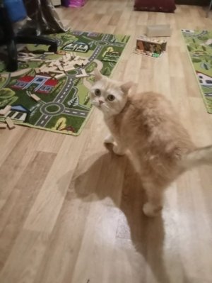 лестница для кота