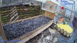 🔴 24 LIVE Жизнь у кормушки — каждый день!