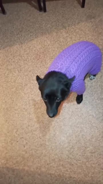 Что- то стало холодать. Не пора ли нам... одеться?