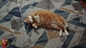 Кино про катейку