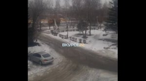 Собаки на проспекте Космонавтов в Барнауле