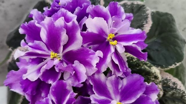 Фиалка ВаТ-Морской Стиль