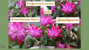 Эффектное цветение декабриста из подсемейства эпифитных кактусов