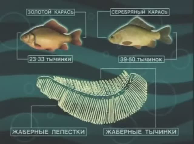 Как отличить Серебряного карася — Carassius gibelio от Золотого карася — Carassius carassius ?