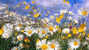 НАГАДАЙ  ЦЫГАНКА - авт и исп Злата Урусова на стихи Алимина