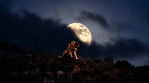 Волк/новые песни от автора