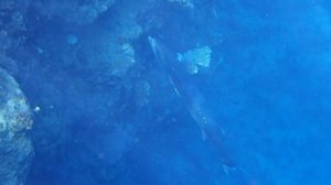 Барракуда приплыла на чистку