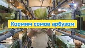 Кормим сомов арбузом