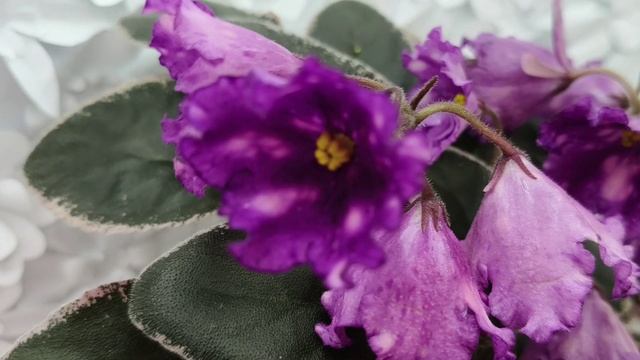 Фиалка Nik-Кони в Яблоко