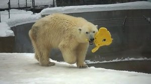 У медвежат Белки и Стрелки сначала поваляшки, затем игра с зайцем, легкий перекус и снова игры.
