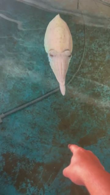 Кракен Начало Видео приколы с животными смотреть онлайн бесплатно