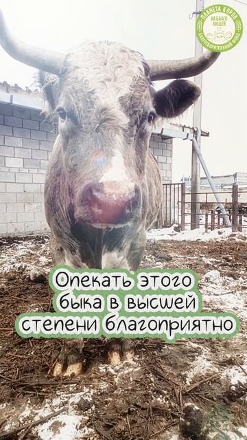 🎂 День рождения быка Махадева! Сегодня ему 13 лет 🎈