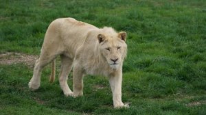Львица загрызла залезшего в вольер зоопарка мужчину