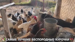 Цыплята и Курочки селяночки лучшие беспородные несушки 🥚 (397)