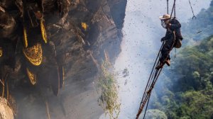 Мужики добывают дикий весёлый мед с риском для жизни.