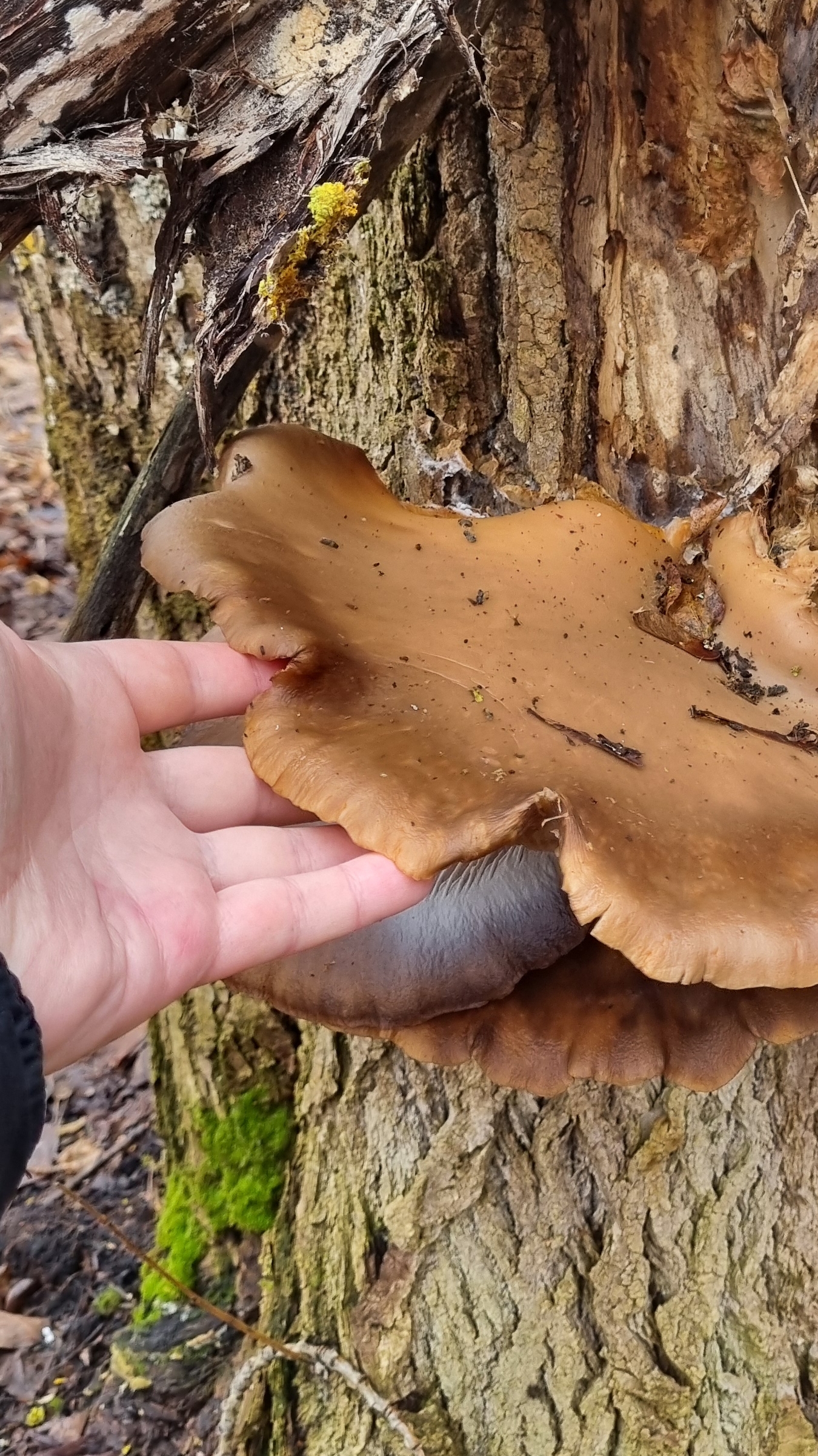 Ведро вешенок в декабре... смотреть онлайн